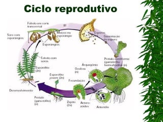 Ciclo reprodutivo
 