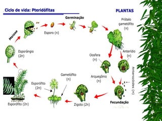 7º ano    reino plantae 1