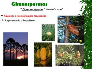 Gimnospermas
                 Gymnospermae: “semente nua”

 Água não é necessária para fecundação
 Surgimento do tubo polínico
 