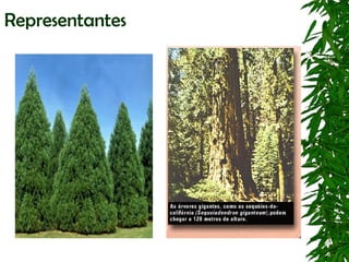 Representantes
 