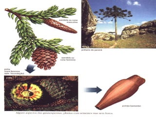 7º ano    reino plantae 1