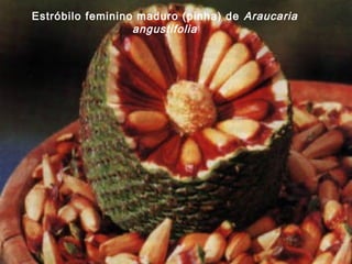 Estróbilo feminino maduro (pinha) de Araucaria
                  angustifolia
 