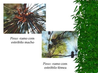 Pinus -ramo com
 estróbilo macho




                   Pinus -ramo com
                    estróbilo fêmea
 