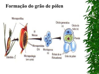 Formação do grão de pólen
 