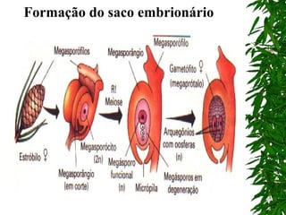 Formação do saco embrionário
 