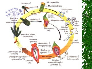 7º ano    reino plantae 1