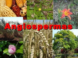 Angiospermas
 