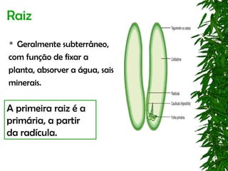 Raiz
 Geralmente subterrâneo,
com função de fixar a
planta, absorver a água, sais
minerais.

A primeira raiz é a
primária, a partir
da radícula.
 