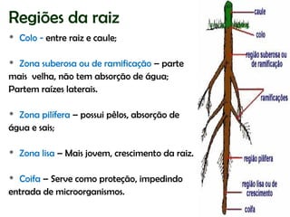 Regiões da raiz
   Colo - entre raiz e caule;

 Zona suberosa ou de ramificação – parte
mais velha, não tem absorção de água;
Partem raízes laterais.

 Zona pilífera – possui pêlos, absorção de
água e sais;

   Zona lisa – Mais jovem, crescimento da raiz.

 Coifa – Serve como proteção, impedindo
entrada de microorganismos.
 