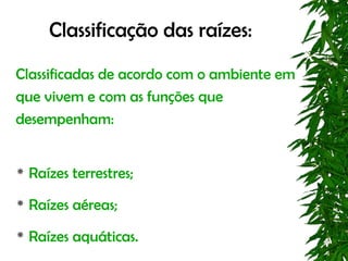 Classificação das raízes:
Classificadas de acordo com o ambiente em
que vivem e com as funções que
desempenham:


   Raízes terrestres;
   Raízes aéreas;
   Raízes aquáticas.
 
