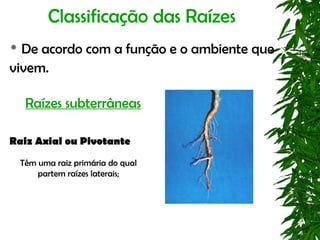 Classificação das Raízes
 De acordo com a função e o ambiente que
vivem.

     Raízes subterrâneas

Raiz Axial ou Pivotante
    Têm uma raiz primária do qual
        partem raízes laterais;
 
