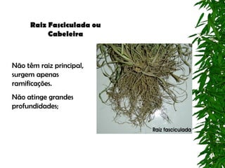 Raiz Fasciculada ou
          Cabeleira



Não têm raiz principal,
surgem apenas
ramificações.
Não atinge grandes
profundidades;
 