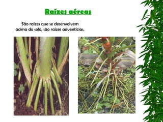 Raízes aéreas
   São raízes que se desenvolvem
acima do solo, são raízes adventícias.
 