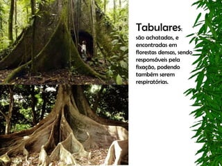 Tabulares:
são achatadas, e
encontradas em
florestas densas, sendo
responsáveis pela
fixação, podendo
também serem
respiratórias.
 