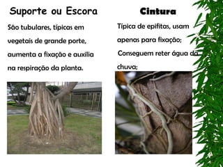Suporte ou Escora                      Cintura
São tubulares, típicas em     Típica de epifitas, usam
vegetais de grande porte,     apenas para fixação;
aumenta a fixação e auxilia   Conseguem reter água da
na respiração da planta.      chuva;
 