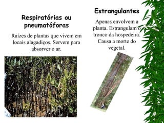 Estrangulantes
    Respiratórias ou
                                  Apenas envolvem a
     pneumatóforas               planta. Estrangulam o
Raízes de plantas que vivem em   tronco da hospedeira.
locais alagadiços. Servem para     Causa a morte do
         absorver o ar.                 vegetal.
 