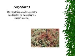 Sugadoras
De vegetais parasitas, penetra
 nos tecidos do hospedeiro e
        sugam a seiva;
 