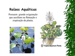 Raízes Aquáticas
Possuem grande oxigenação
que auxiliam na flutuação e
    respiração da planta.
 
