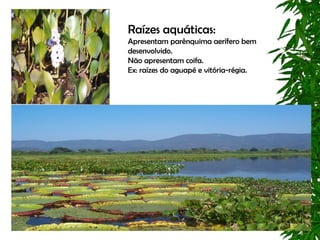 Raízes aquáticas:
Apresentam parênquima aerífero bem
desenvolvido.
Não apresentam coifa.
Ex: raízes do aguapé e vitória-régia.
 