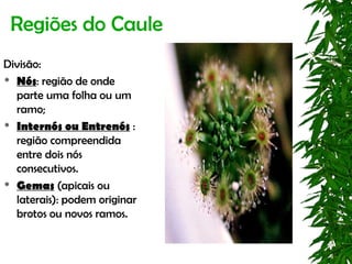 Regiões do Caule
Divisão:
 Nós: região de onde

  parte uma folha ou um
  ramo;
 Internós ou Entrenós :

  região compreendida
  entre dois nós
  consecutivos.
 Gemas (apicais ou

  laterais): podem originar
  brotos ou novos ramos.
 