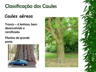 Classificação dos Caules
Caules aéreos
Tronco – é lenhoso, bem
desenvolvido e
ramificado.
Plantas de grande
porte.
 