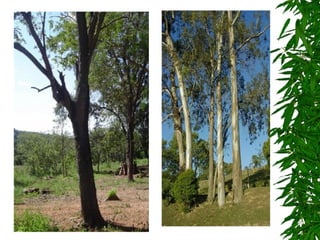 7º ano    reino plantae 1