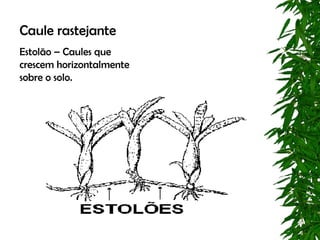 Caule rastejante
Estolão – Caules que
crescem horizontalmente
sobre o solo.
 