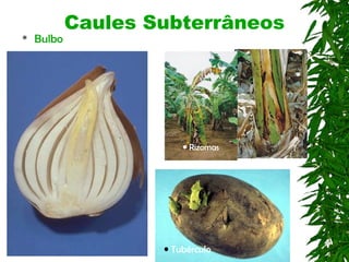 Caules Subterrâneos
   Bulbo




                        • Rizomas




                    • Tubérculo
 