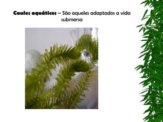 Caules aquáticos – São aqueles adaptados a vida
                  submersa
 