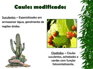 Caules modificados
Suculentos – Especializados em
armazenar água, geralmente de
regiões áridas.




                                   Cladódios – Caules
                                 suculentos, achatados e
                                   verdes com função
                                    fotossintetizante.
 