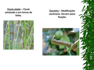 Caule alado – Caule
                         Gavinha – Modificações
achatado e em forma de
                         caulinares. Servem para
         folha.
                                 fixação.
 