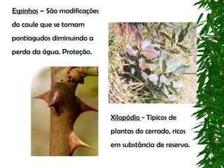 Espinhos – São modificações
do caule que se tornam
pontiagudos diminuindo a
perda da água. Proteção.




                              Xilopódio - Típicos de
                              plantas do cerrado, ricos
                              em substância de reserva.
 