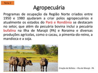 Agropecuária
Programas de ocupação da Região Norte criados entre
1950 e 1980 ajudaram a criar polos agropecuários e
atualmente os estados do Pará e Rondônia se destacam
no setor, que além da pecuária bovina inclui a pecuária
bufalina na Ilha de Marajó (PA) e Roraima e diversas
produções agrícolas, como o cacau, a pimenta-do-reino, a
mandioca e a soja.
Tema 2
Criação de Búfalos – Ilha de Marajó - PA
 