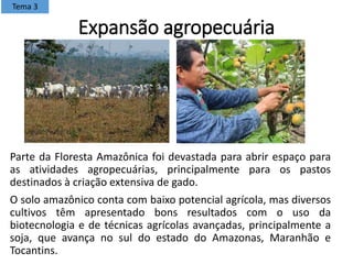 Expansão agropecuária
Parte da Floresta Amazônica foi devastada para abrir espaço para
as atividades agropecuárias, principalmente para os pastos
destinados à criação extensiva de gado.
O solo amazônico conta com baixo potencial agrícola, mas diversos
cultivos têm apresentado bons resultados com o uso da
biotecnologia e de técnicas agrícolas avançadas, principalmente a
soja, que avança no sul do estado do Amazonas, Maranhão e
Tocantins.
Tema 3
 