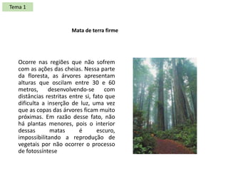 Ocorre nas regiões que não sofrem
com as ações das cheias. Nessa parte
da floresta, as árvores apresentam
alturas que oscilam entre 30 e 60
metros, desenvolvendo-se com
distâncias restritas entre si, fato que
dificulta a inserção de luz, uma vez
que as copas das árvores ficam muito
próximas. Em razão desse fato, não
há plantas menores, pois o interior
dessas matas é escuro,
impossibilitando a reprodução de
vegetais por não ocorrer o processo
de fotossíntese
Mata de terra firme
Tema 1
 