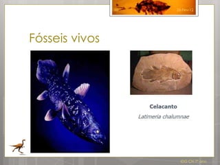 10   26-Fev-12




Fósseis vivos




                       IDG CN 7º ano
 