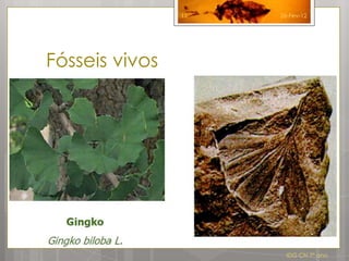 11   26-Fev-12




Fósseis vivos




                       IDG CN 7º ano
 