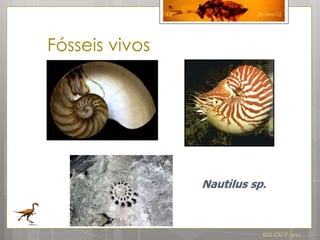 12   26-Fev-12




Fósseis vivos




                       IDG CN 7º ano
 