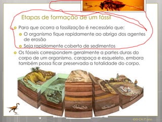 22                 26-Fev-12



     Etapas de formação de um fóssil
   Para que ocorra a fossilização é necessário que:
     O organismo fique rapidamente ao abrigo dos agentes
      de erosão
     Seja rapidamente coberto de sedimentos
   Os fósseis correspondem geralmente a partes duras do
    corpo de um organismo, carapaça e esqueleto, embora
    também possa ficar preservada a totalidade do corpo.




                                                    IDG CN 7º ano
 