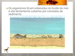 23              26-Fev-12



 Osorganismos ficam soterrados no fundo do mar
 e são lentamente cobertos por camadas de
 sedimento




                                          IDG CN 7º ano
 