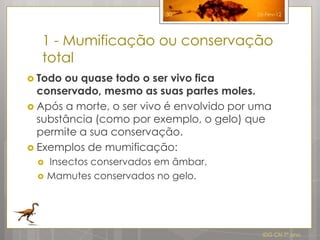 30              26-Fev-12




  1 - Mumificação ou conservação
  total
 Todo ou quase todo o ser vivo fica
  conservado, mesmo as suas partes moles.
 Após a morte, o ser vivo é envolvido por uma
  substância (como por exemplo, o gelo) que
  permite a sua conservação.
 Exemplos de mumificação:
    Insectos conservados em âmbar.
    Mamutes conservados no gelo.




                                             IDG CN 7º ano
 