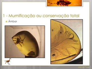 31          26-Fev-12




1 - Mumificação ou conservação total
    Âmbar




                                      IDG CN 7º ano
 