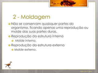 33          26-Fev-12




  2 - Moldagem
 Não se conservam quaisquer partes do
  organismo, ficando apenas uma reprodução ou
  molde das suas partes duras.
 Reprodução da estrutura interna
    Molde interno.
 Reprodução    da estrutura externa
    Molde externo.




                                         IDG CN 7º ano
 