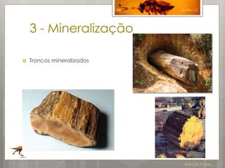 38   26-Fev-12




    3 - Mineralização

   Troncos mineralizados




                                   IDG CN 7º ano
 