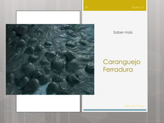 47              26-Fev-12




       Saber mais




     Caranguejo
     Ferradura




            IDG CN 7º ano
 