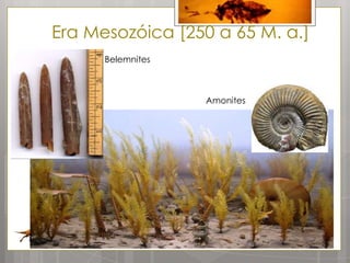 Era Mesozóica [250 a 65 M. a.]
      Belemnites



                   Amonites
 