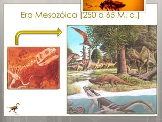 Era Mesozóica [250 a 65 M. a.]
 