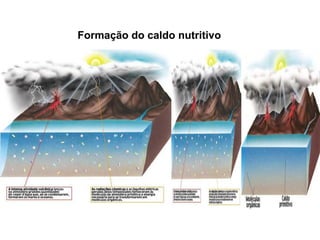 Formação do caldo nutritivo
 