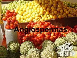 Angiospermas
 