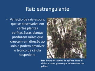 Raiz estrangulante
• Variação de raiz-escora,
que se desenvolve em
certas plantas
epífitas.Essas plantas
produzem raízes que
crescem em direção ao
solo e podem envolver
o tronco da célula
hospedeira.
Esta árvore foi coberta de epífitas. Note as
vinhas e raízes grossas que se formaram nos
galhos.
 